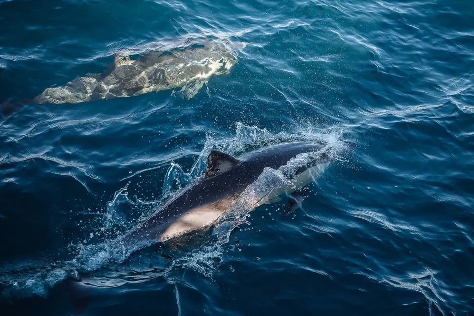 Dolphins swimming near the surface