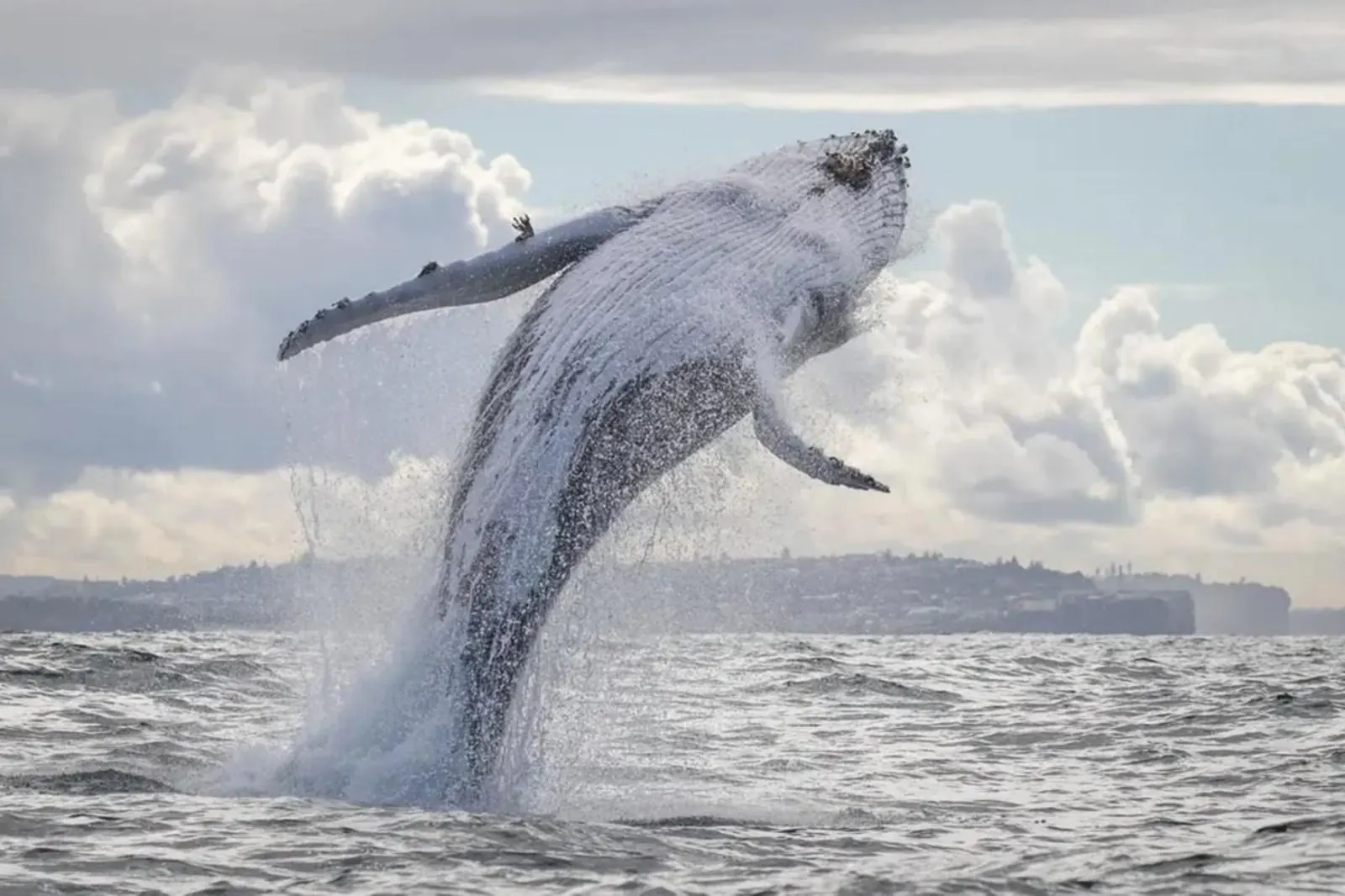 Humpback whale breaching under a cloudy sky