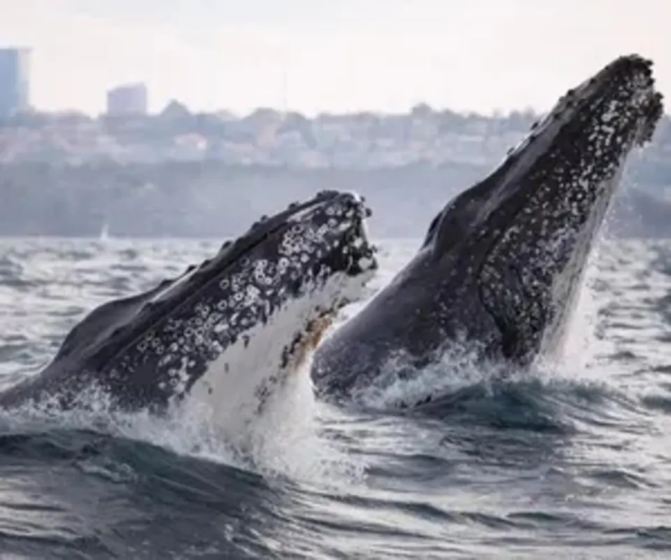 Two humpback whales above the water