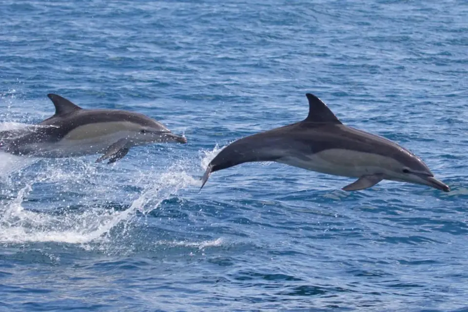 Dolphins leaping above the water