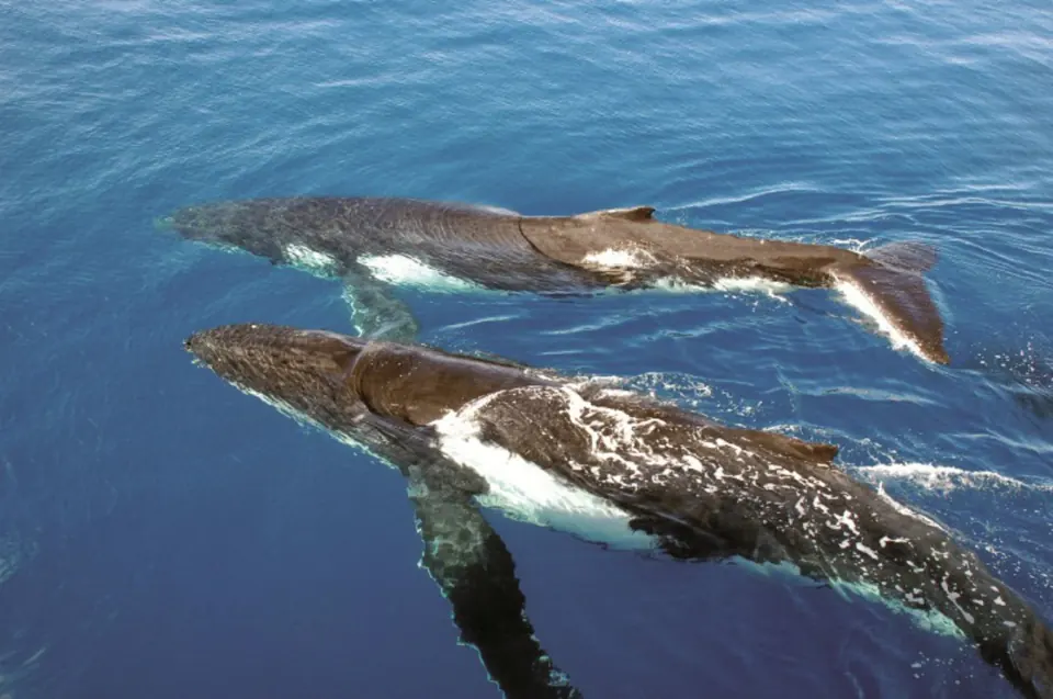 Two whales swimming at the surface