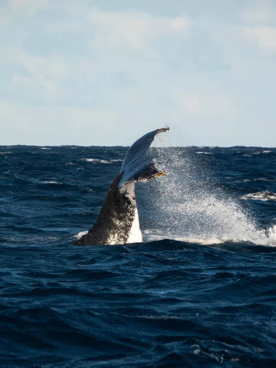 Breaching whale in rolling ocean water