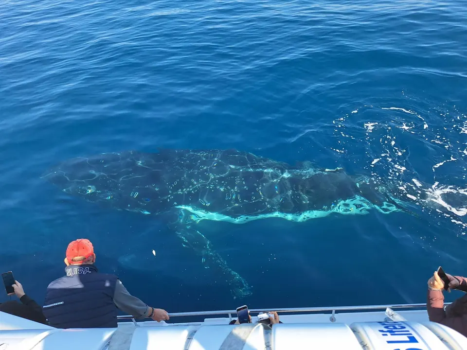 Passengers watching a whale just below the surface