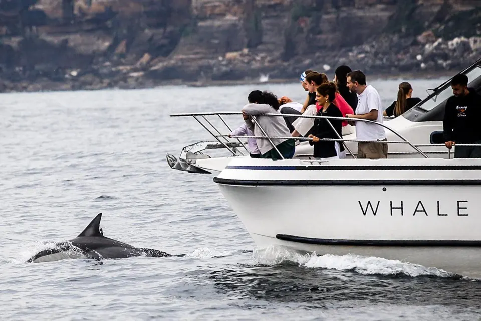 Dolphin beside the bow of a Whale Tales vessel