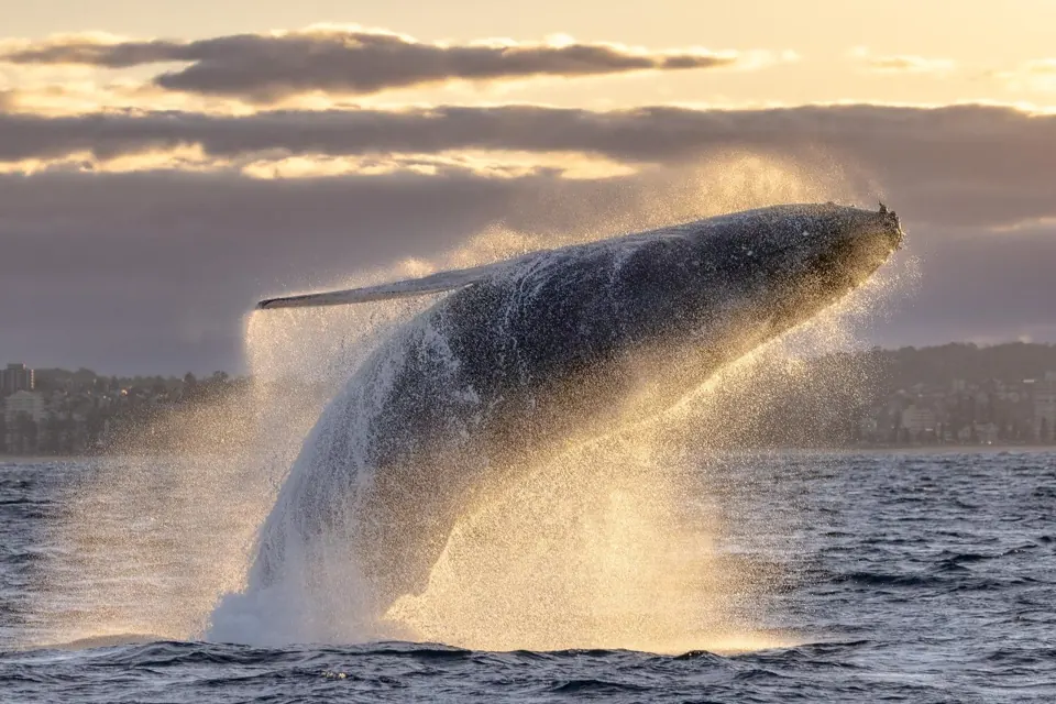 Whale breaching in warm light