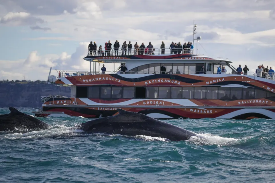 Whale alongside a Fantasea vessel