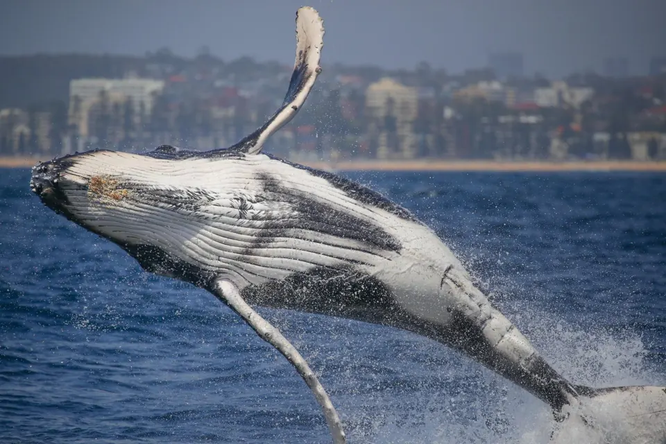 Whale breaching across the water