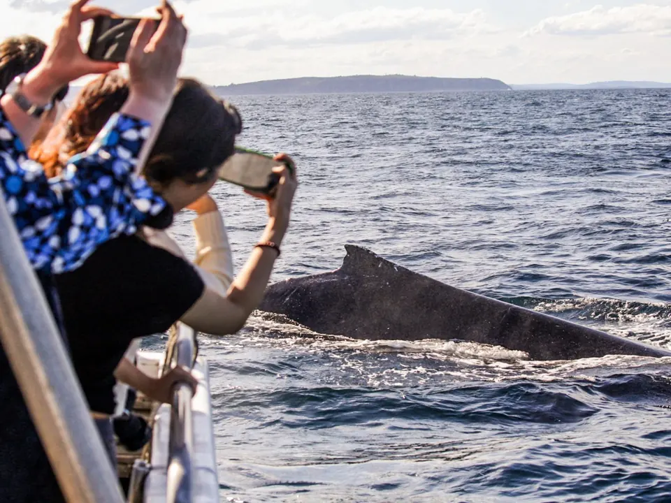 Passengers watching a whale beside the boat
